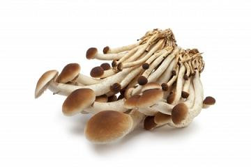 agrocybe aegerita extract