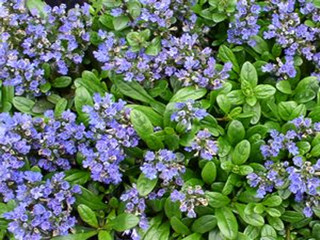 ajuga turkestanica