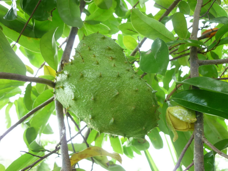 annona muricata