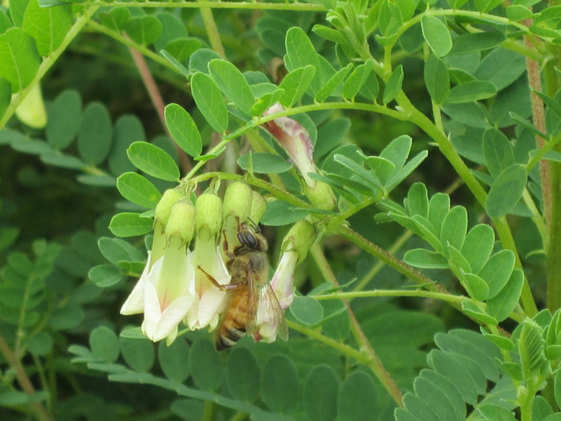 astragalus plant