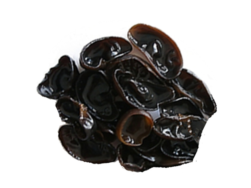 auricularia auricula