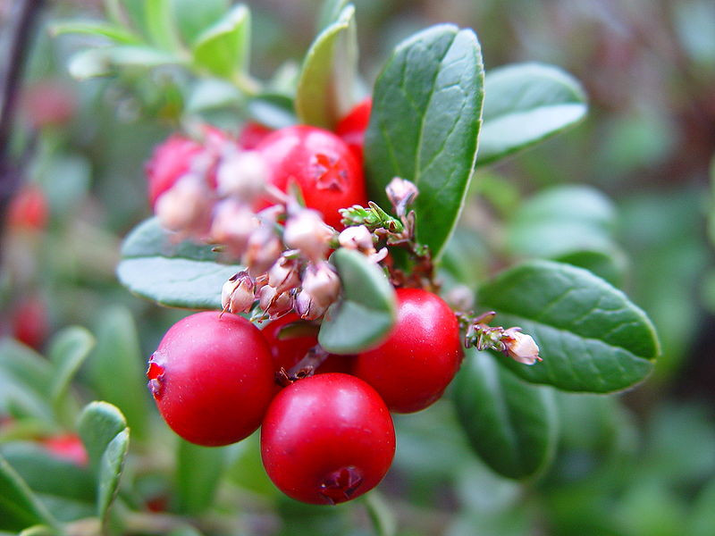 bilberry extract