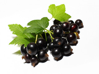 Black Currant Extract