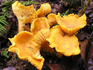 chanterelle mushroom