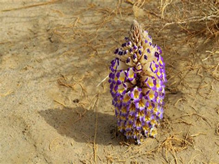 cistanche tubulosa fresh