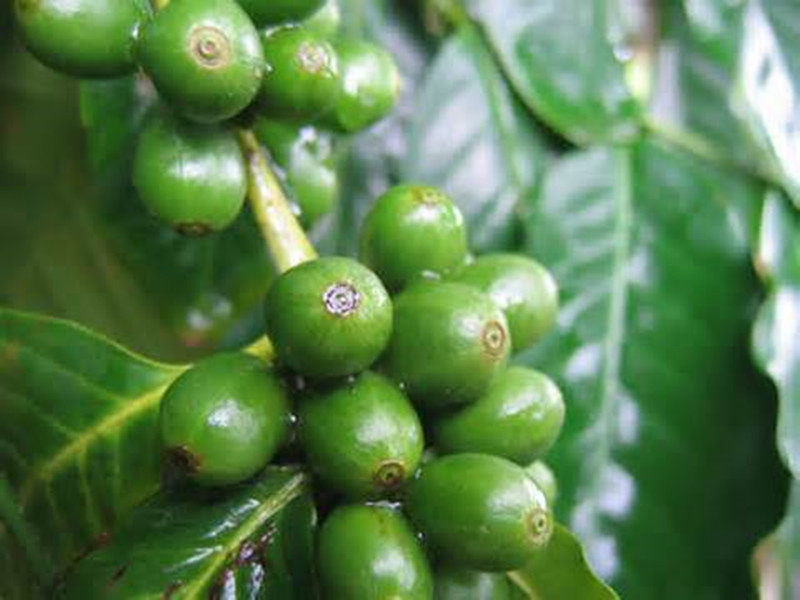 coffea arabica