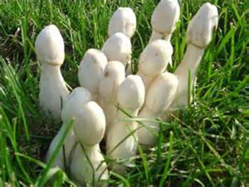 coprinus comatus fresh