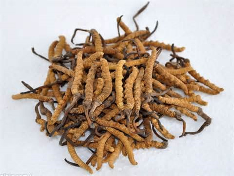 cordyceps fungus