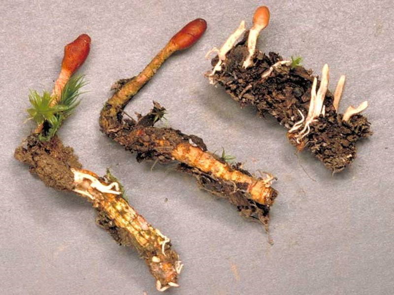 cordyceps sinensis fresh