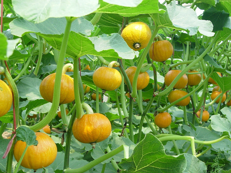 cucurbita pepo