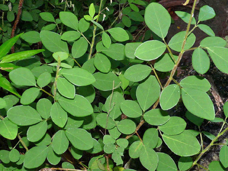 desmodium procumbens