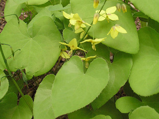 epimedium extract