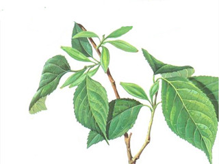 eucommia extract