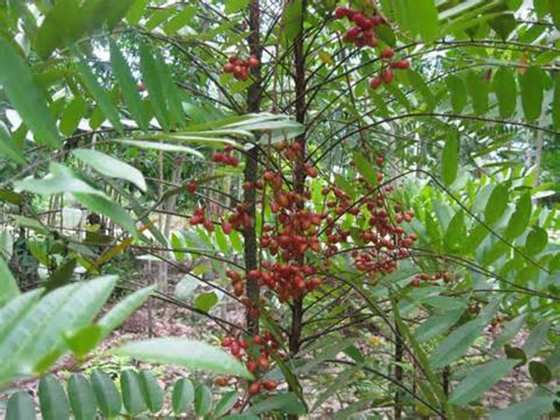 eurycoma longifolia plant