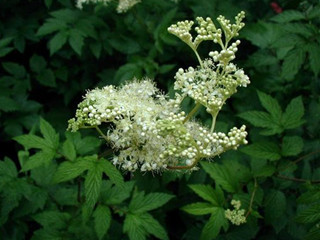 filipendula ulmaria