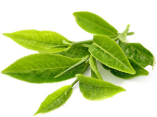 fresh tea leaf