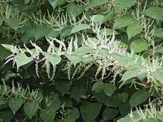 Giant Knotweed Extract