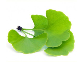 ginkgo biloba extract