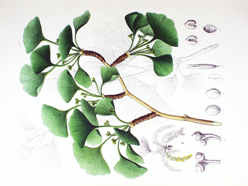 ginkgo biloba