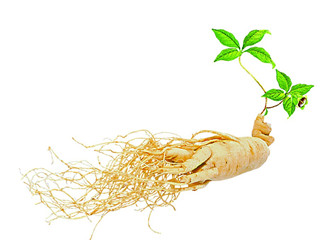 ginseng extract