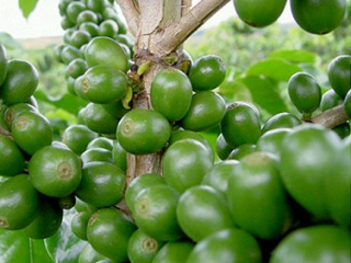 green coffee bean extract