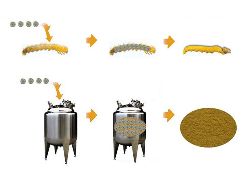 growth process of cordyceps