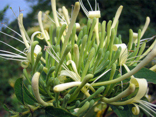 Honeysuckle flower Extract 