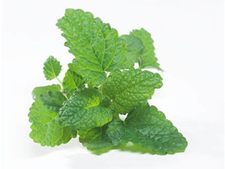 lemon balm extract