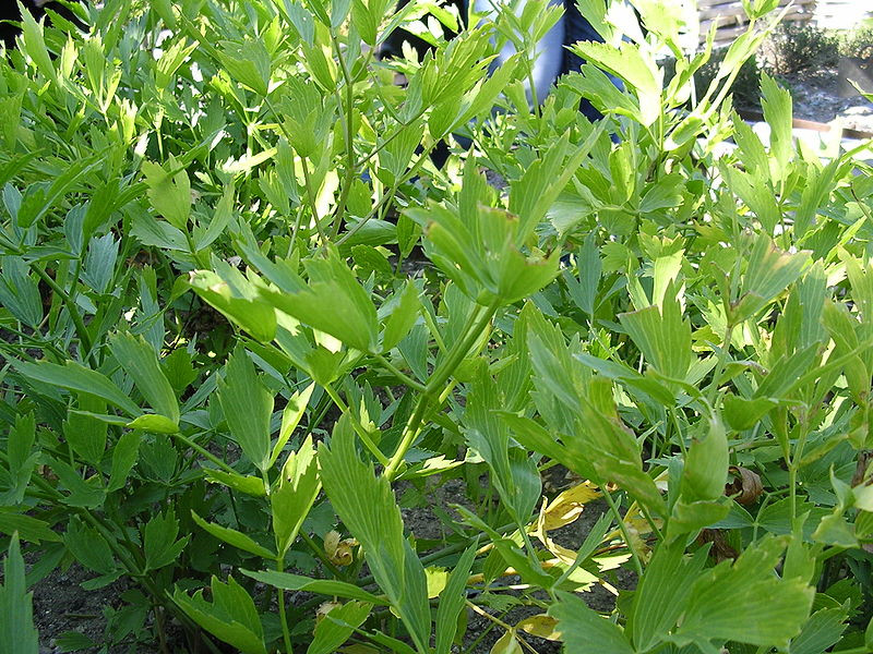 levisticum officinale plant