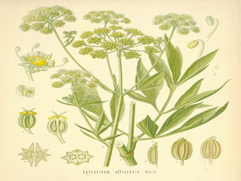 levisticum officinale