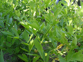 lovage extract