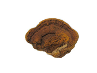 Phellinus linteus