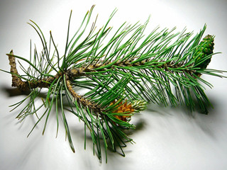 pine bark extract