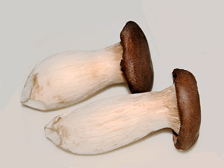 pleurotus eryngii extract