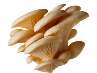 pleurotus ostreatus extract