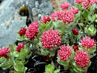 rhodiola rosea