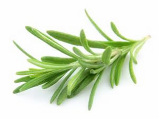 rosemary extract