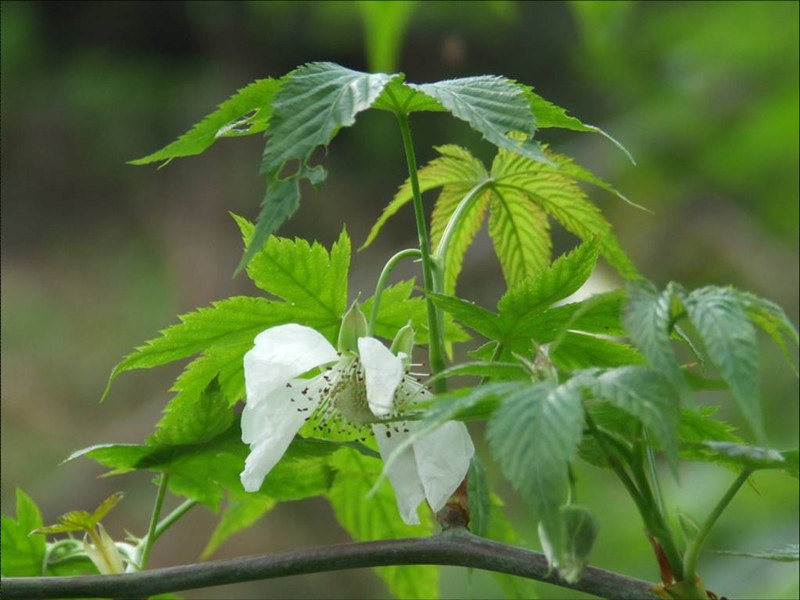 rubus suavissimus