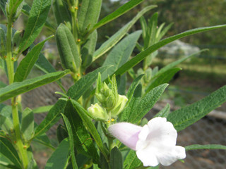 sesamum indicum plant