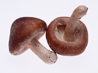 shiitake mushroom extract