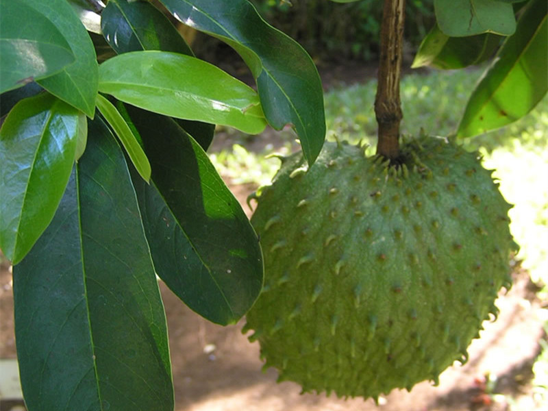 soursop fruit