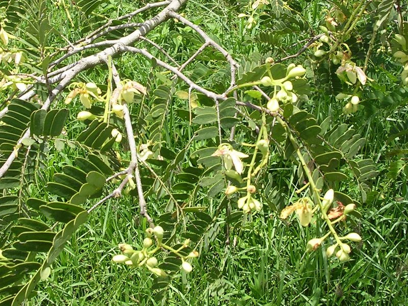 tamarind flower