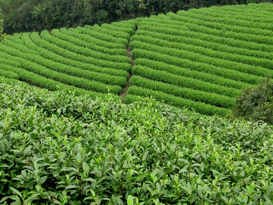 tea plantation