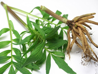 valerian extract