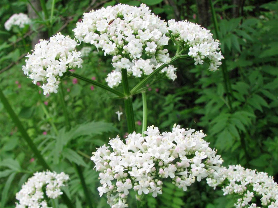 valeriana officinalis flower