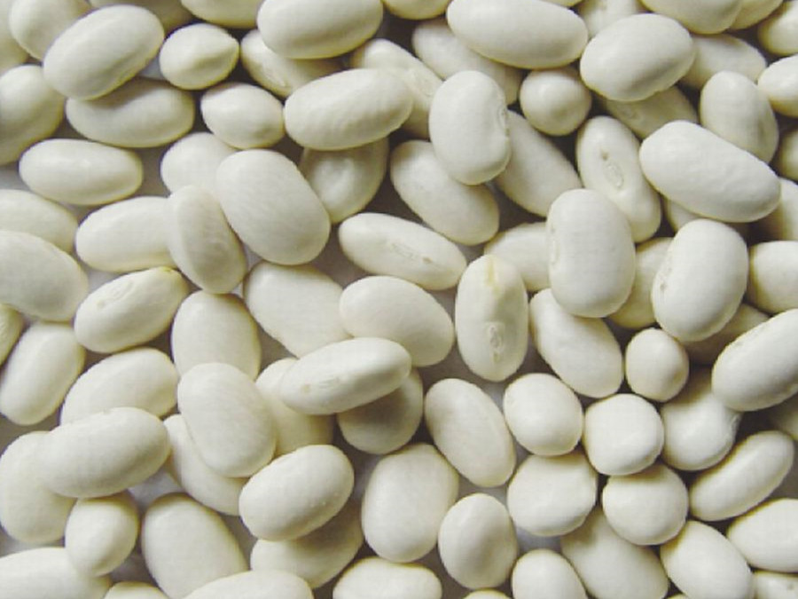 white kidney bean