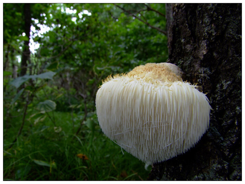 wild-hericium-mushroom