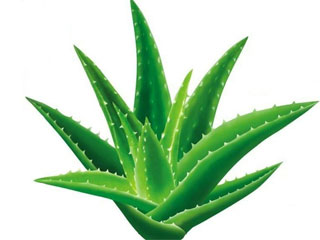 Aloe Juice Powder