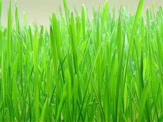 Barley Grass Juice Powder