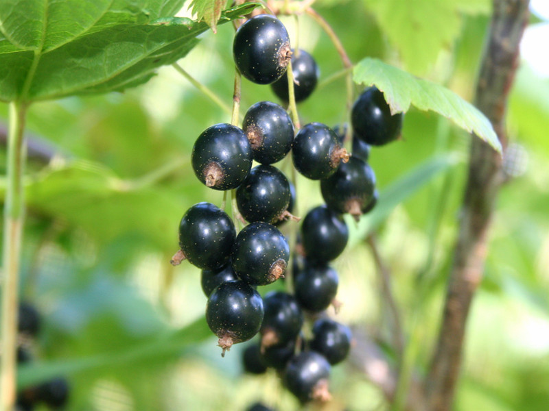 black currant berry